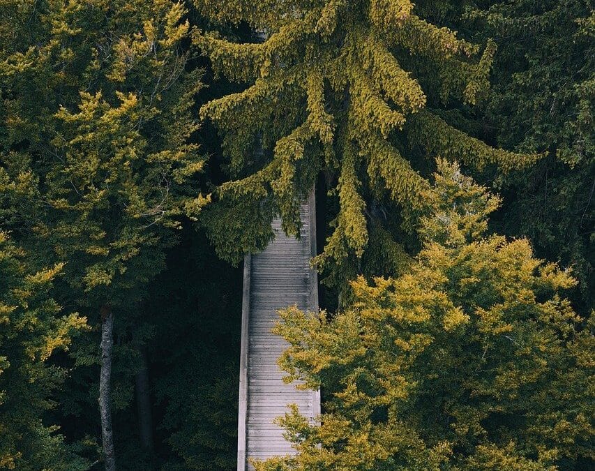 Alimentação consciente: Você Sabia Que Pode Transformar Sua Vida?