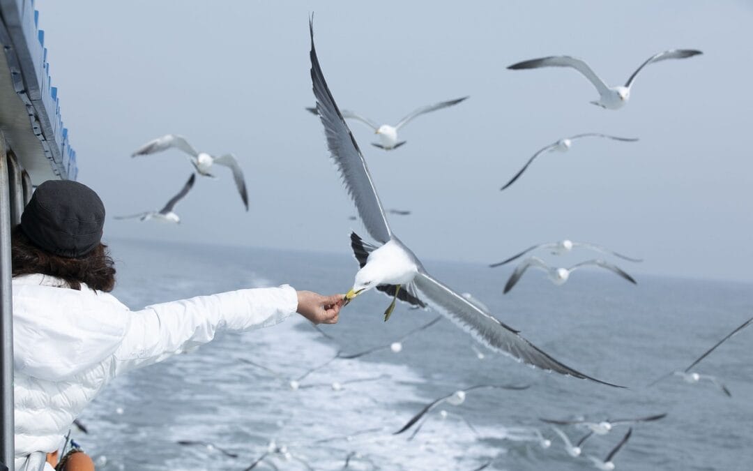 Alimentação vegana: Você sabe o que está perdendo?